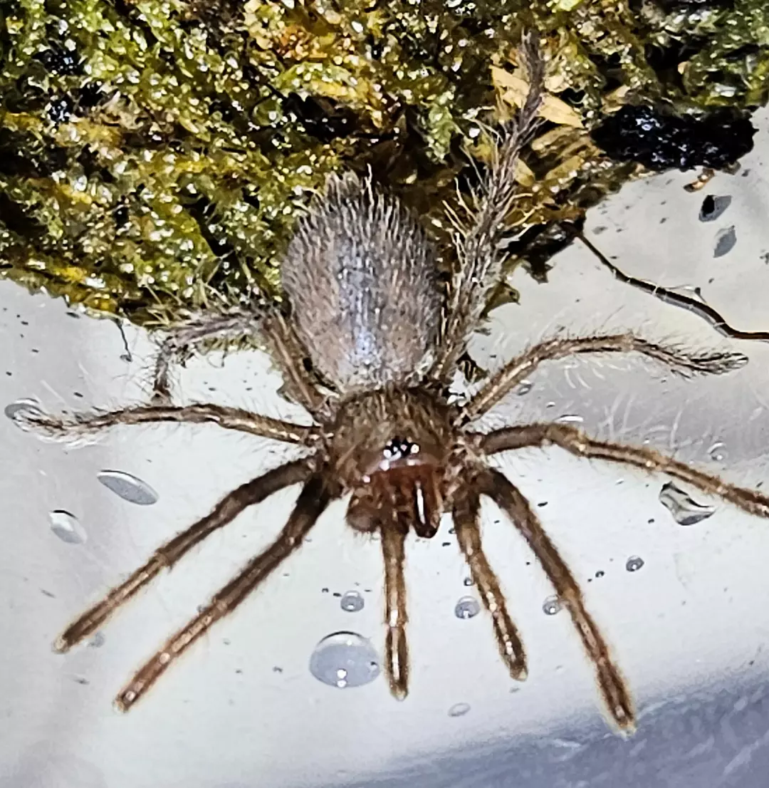 Pelinobius muticus | King baboon tarantula thumbnail
