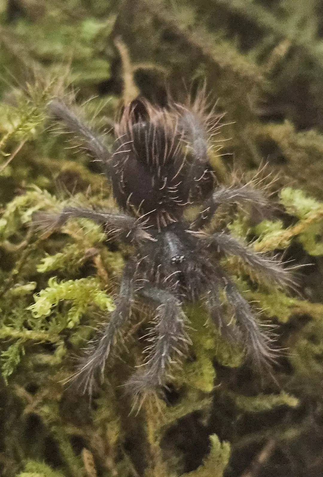 Xenesthis immanis | Colombian lesserblack tarantula thumbnail