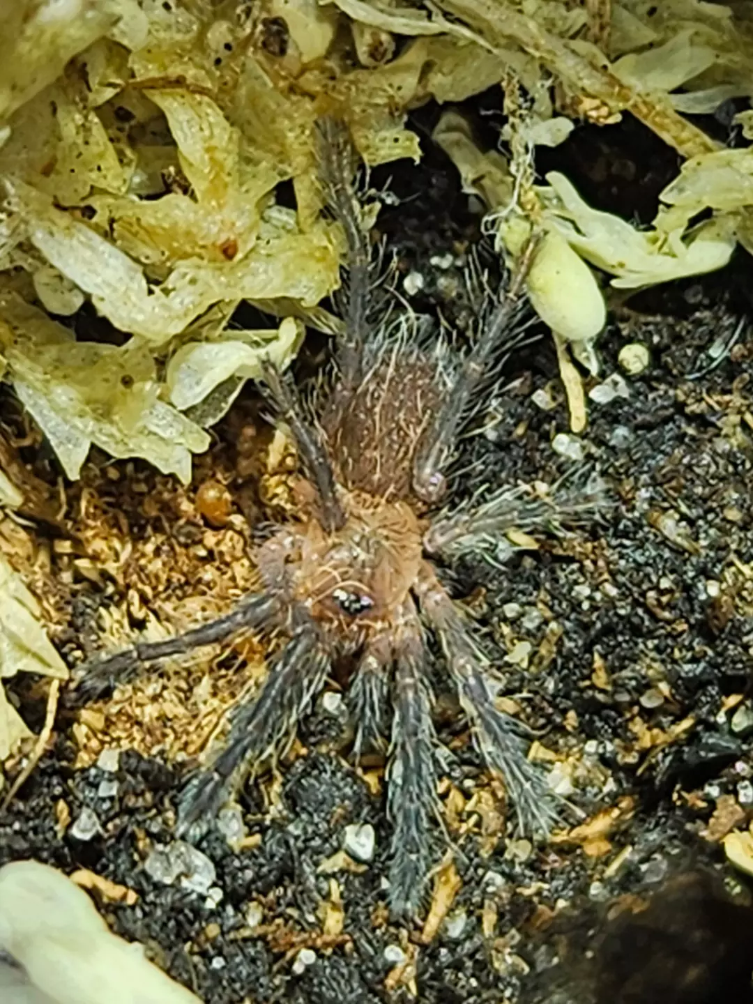 Dolichothele rufoniger | Purple dwarf beauty tarantula thumbnail