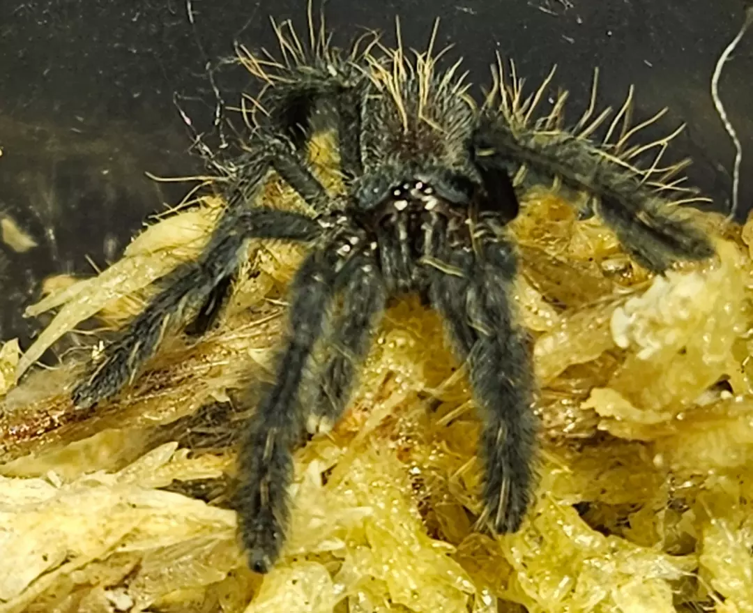 Phormingochilus sp. Sabah Red | Sabah red bat eater tarantula thumbnail