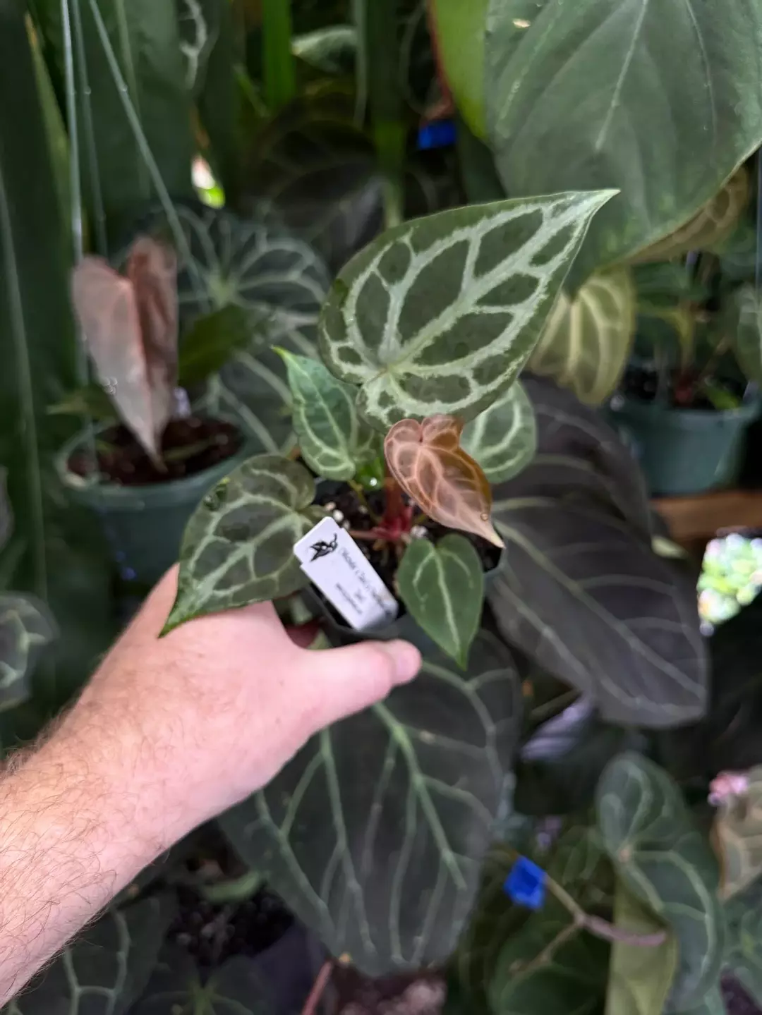 heavily veined ("Michelle" x "Zara") x ("Red Velvet Cake" x "Zara")  thumbnail