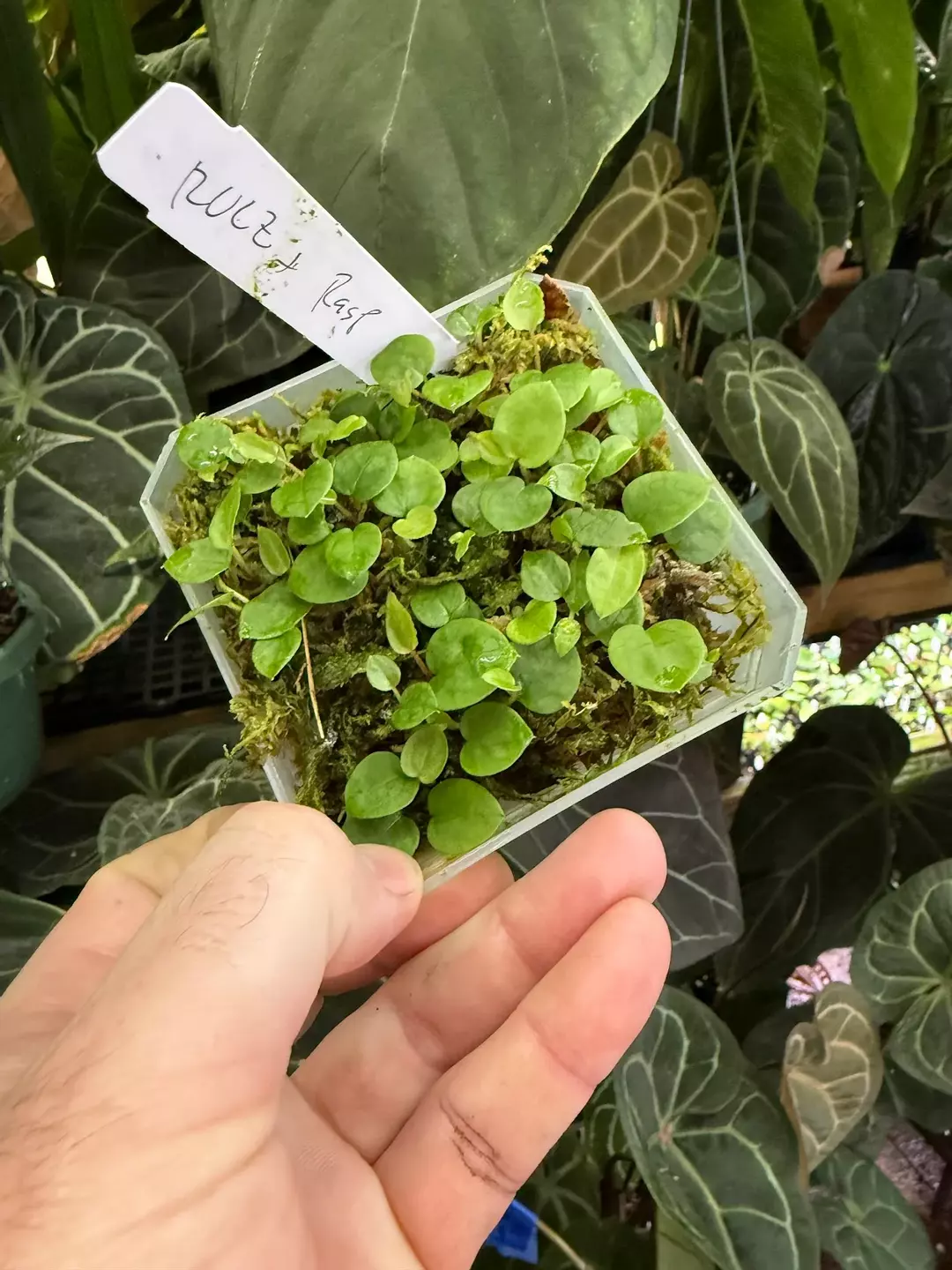 ("Red Velvet Cake" x "Zara") x [(red crystal x mag) x ("Greige" x red crystal)]  thumbnail