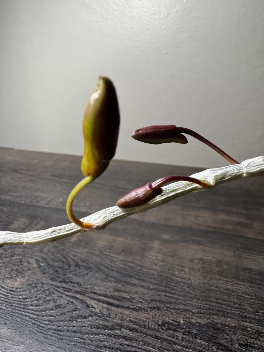 Blooming Orchid: Dendrobium loddigesii thumbnail