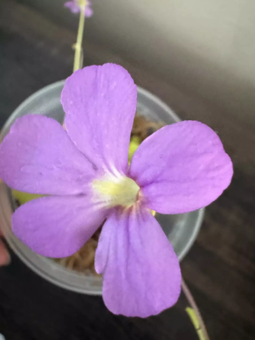 Pinguicula ‘John Rizzi’ ? thumbnail