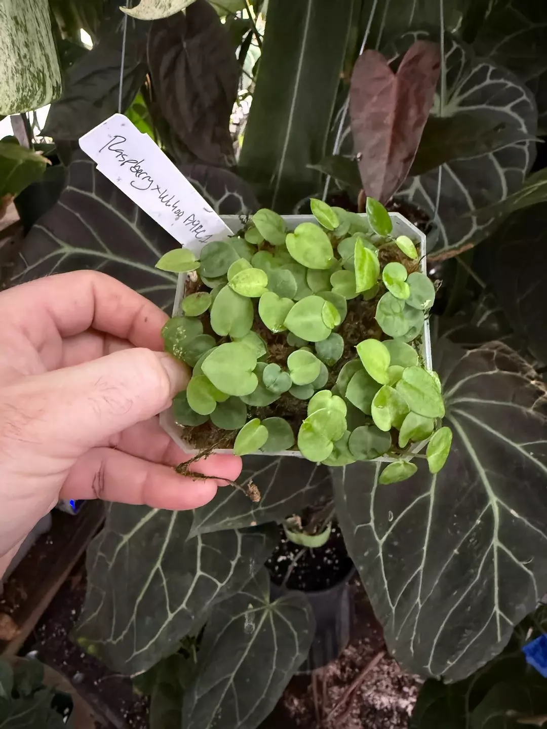 [(red crystal x mag) x ("Greige" x red crystal)] x ("Wuhoo's First Night" x rc) thumbnail