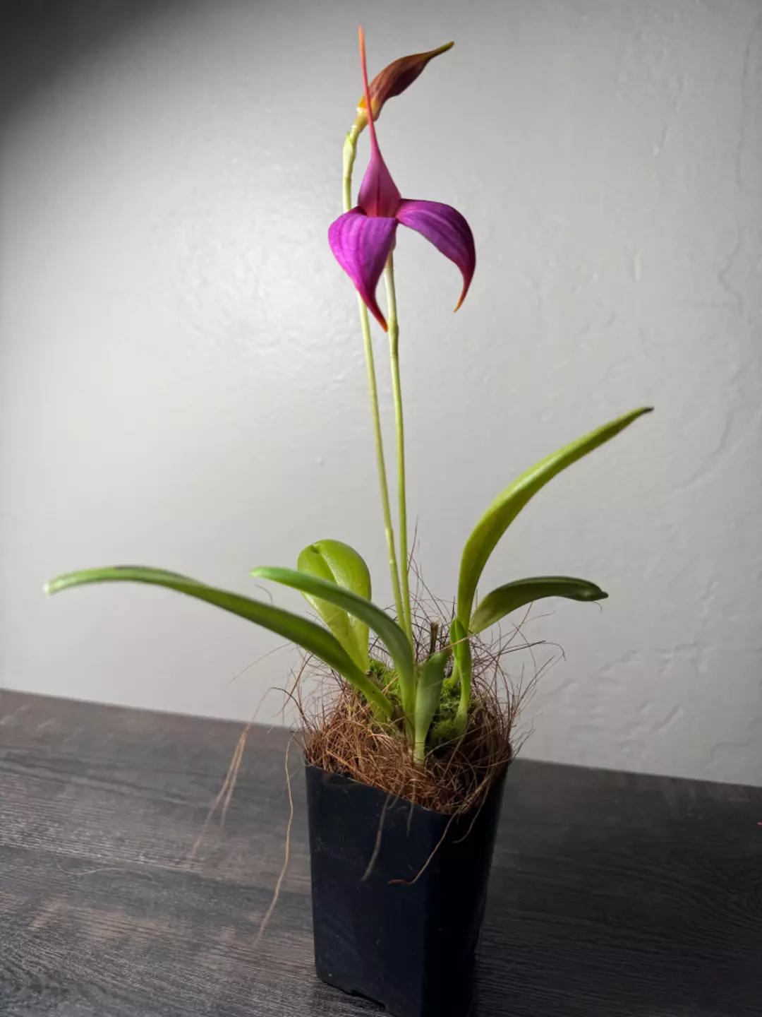 Blooming Orchid: Masdevallia (Pixie Lavender ‘Fine’ x ignea ‘Beau’) thumbnail