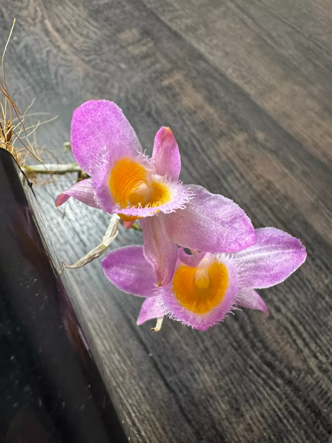 Blooming Orchid: Dendrobium loddigesii thumbnail