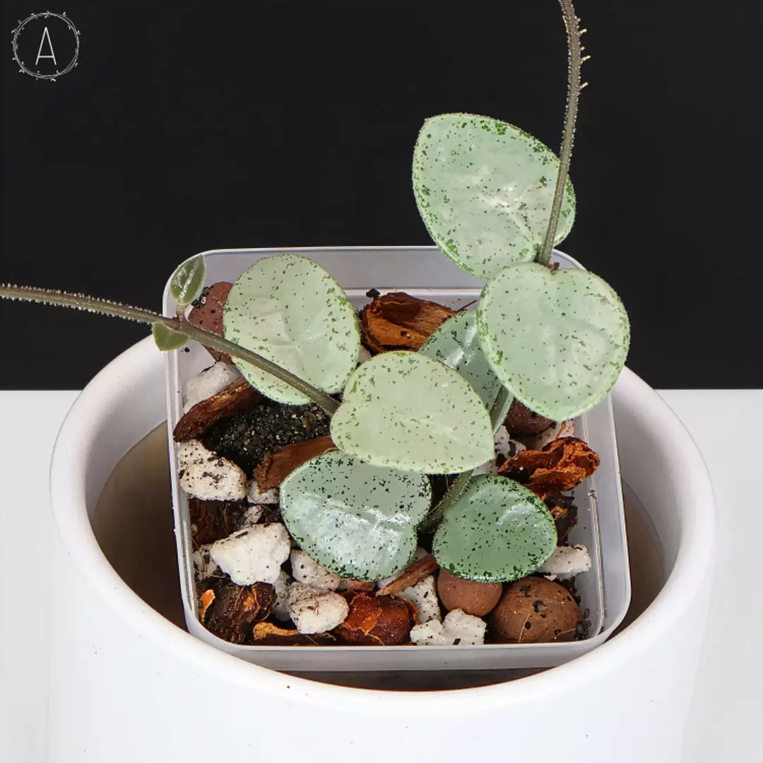 Hoya Grey Fairy (Mathilde Silver) thumbnail