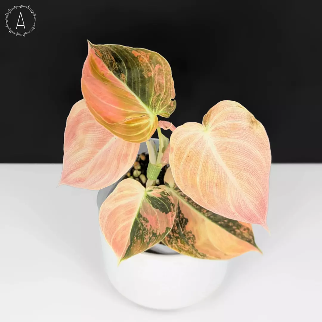 Philodendron Melanochrysum "Orange" thumbnail