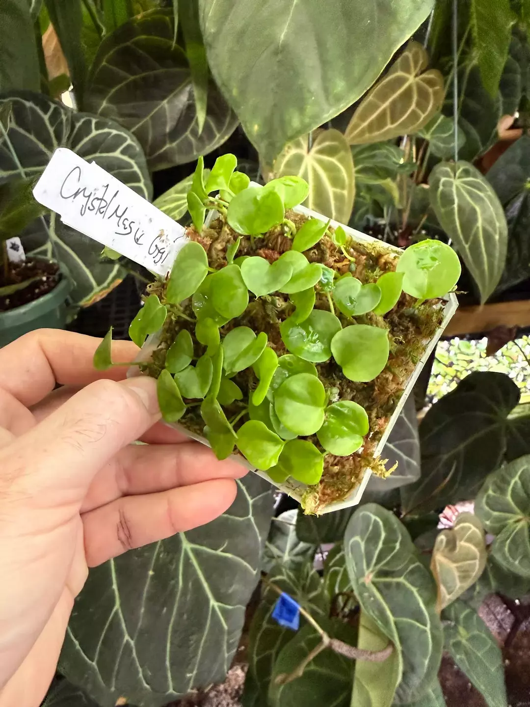 (crystal x mag) x nigrolaminum "Gigi"  thumbnail