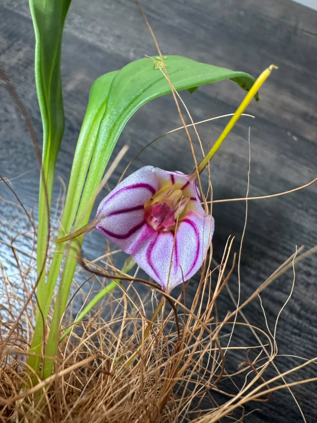 Blooming Orchid: Masdevallia yungasensis thumbnail