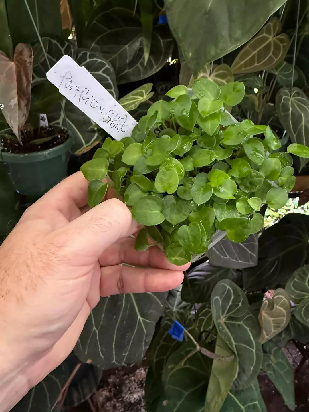 (port x Rio wild hybrid) x [("Giant Pink" crystal x mag) x "Wonder Boy A"]  thumbnail