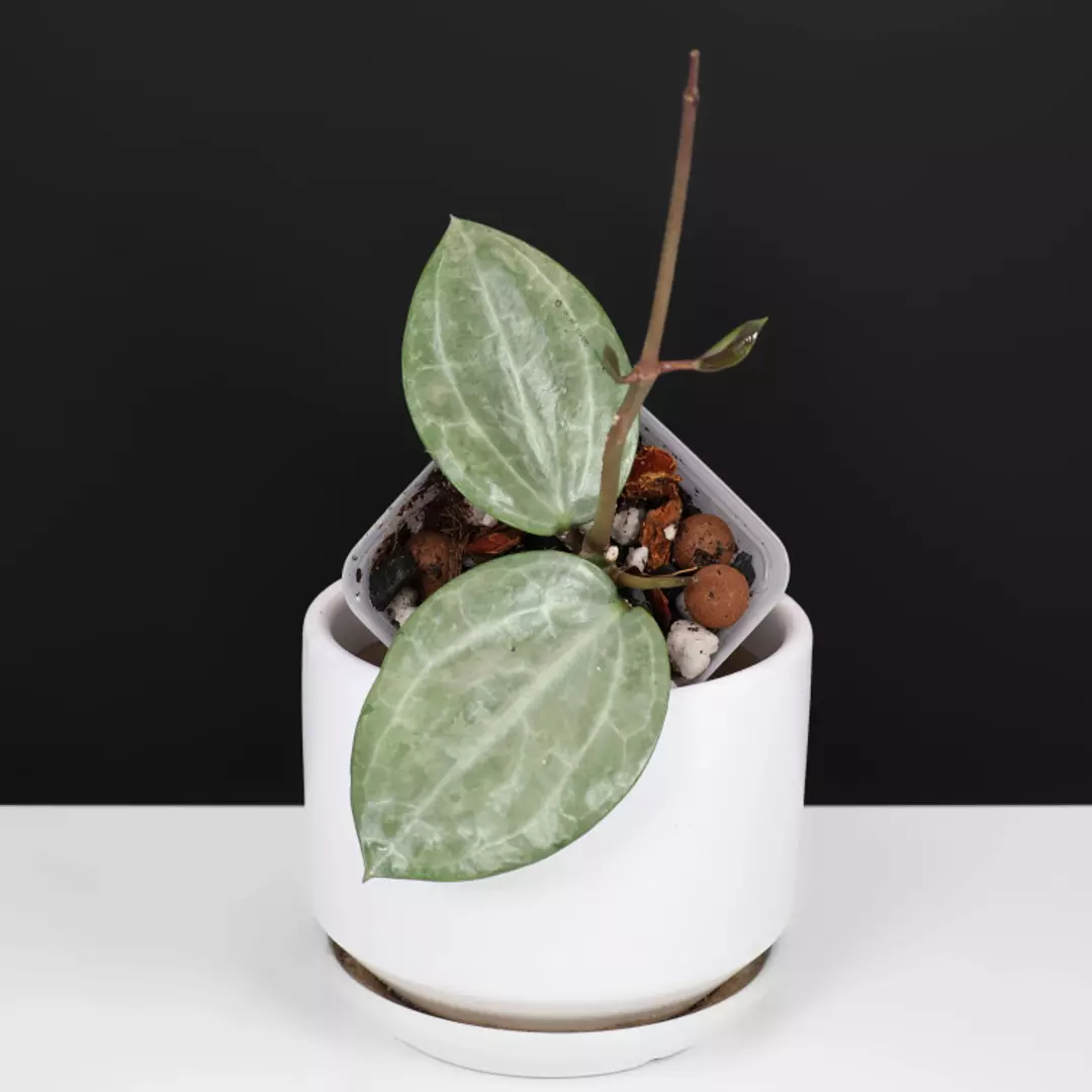 Hoya Latifolia Silver thumbnail