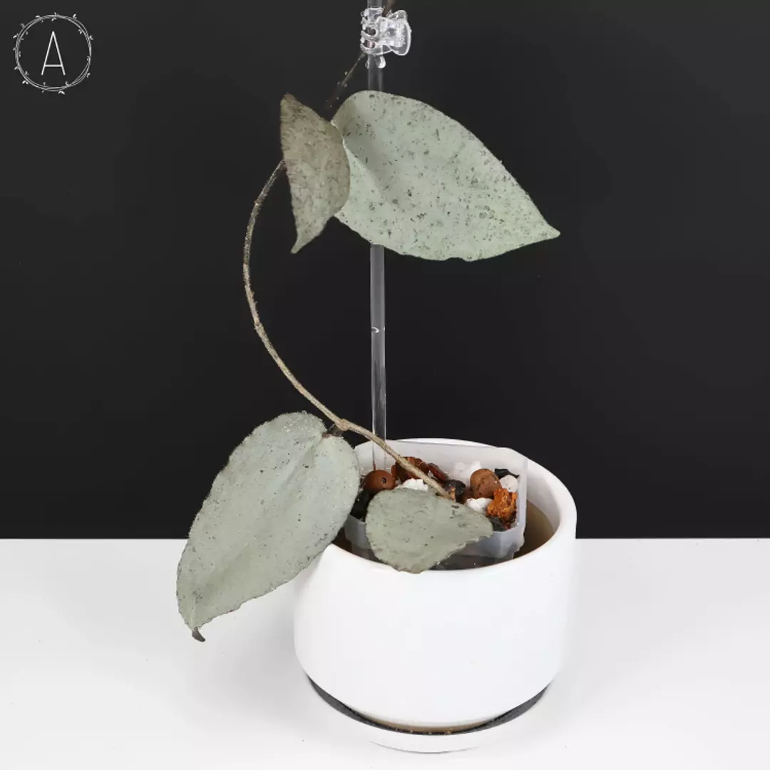 Hoya Caudata Argene (Argentea) Silver thumbnail