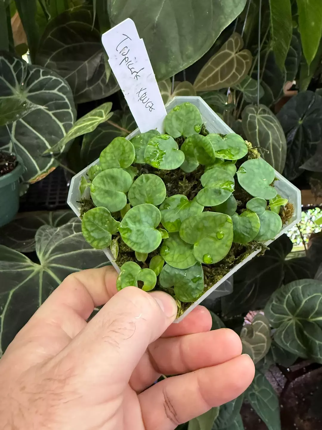 carla "Tropicarla" x ("Red Velvet Cake" x "Zara")  thumbnail