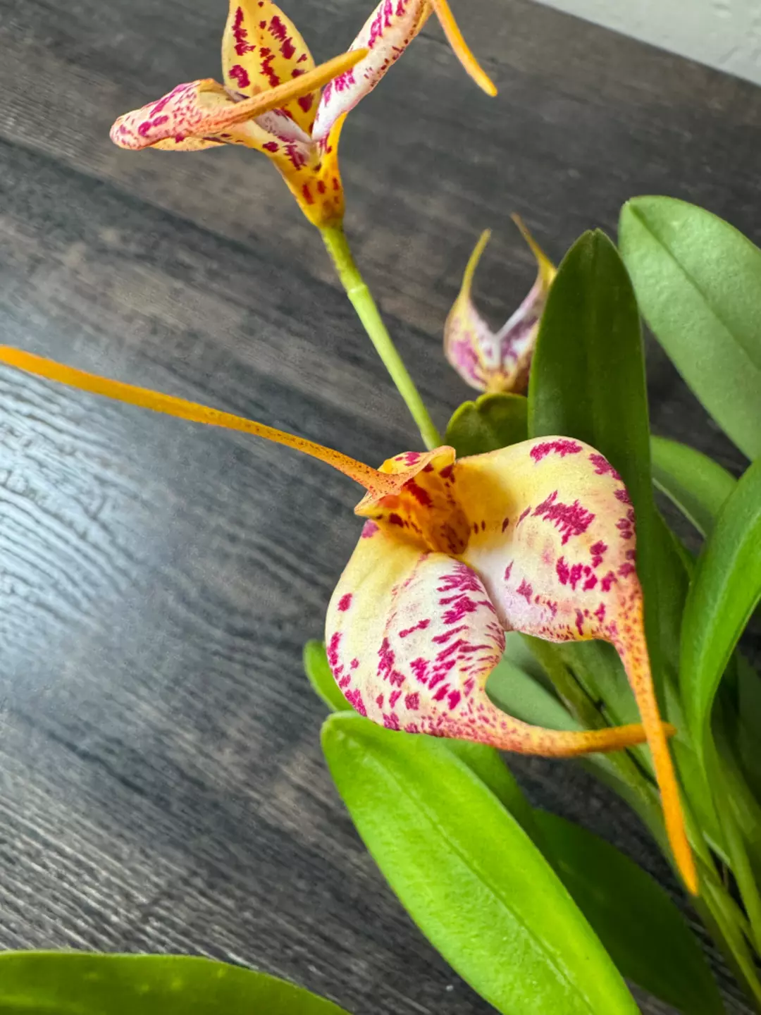 Blooming Orchid: Masdevallia Pixie Snow Leopard ‘White Too’ thumbnail