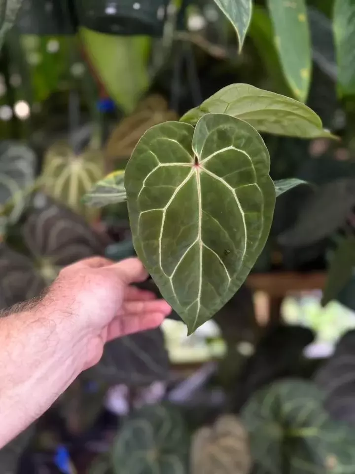 (“Michelle” x “Zara”) x “Amy”.  thumbnail