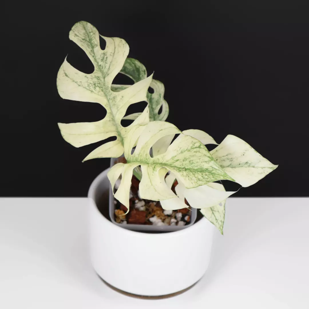 Rhaphidophora Tetrasperma Mint (White Monster) thumbnail