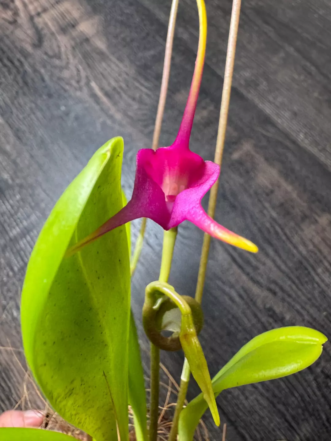 Blooming Orchid: Masdevallia Fuchsia Dawn thumbnail
