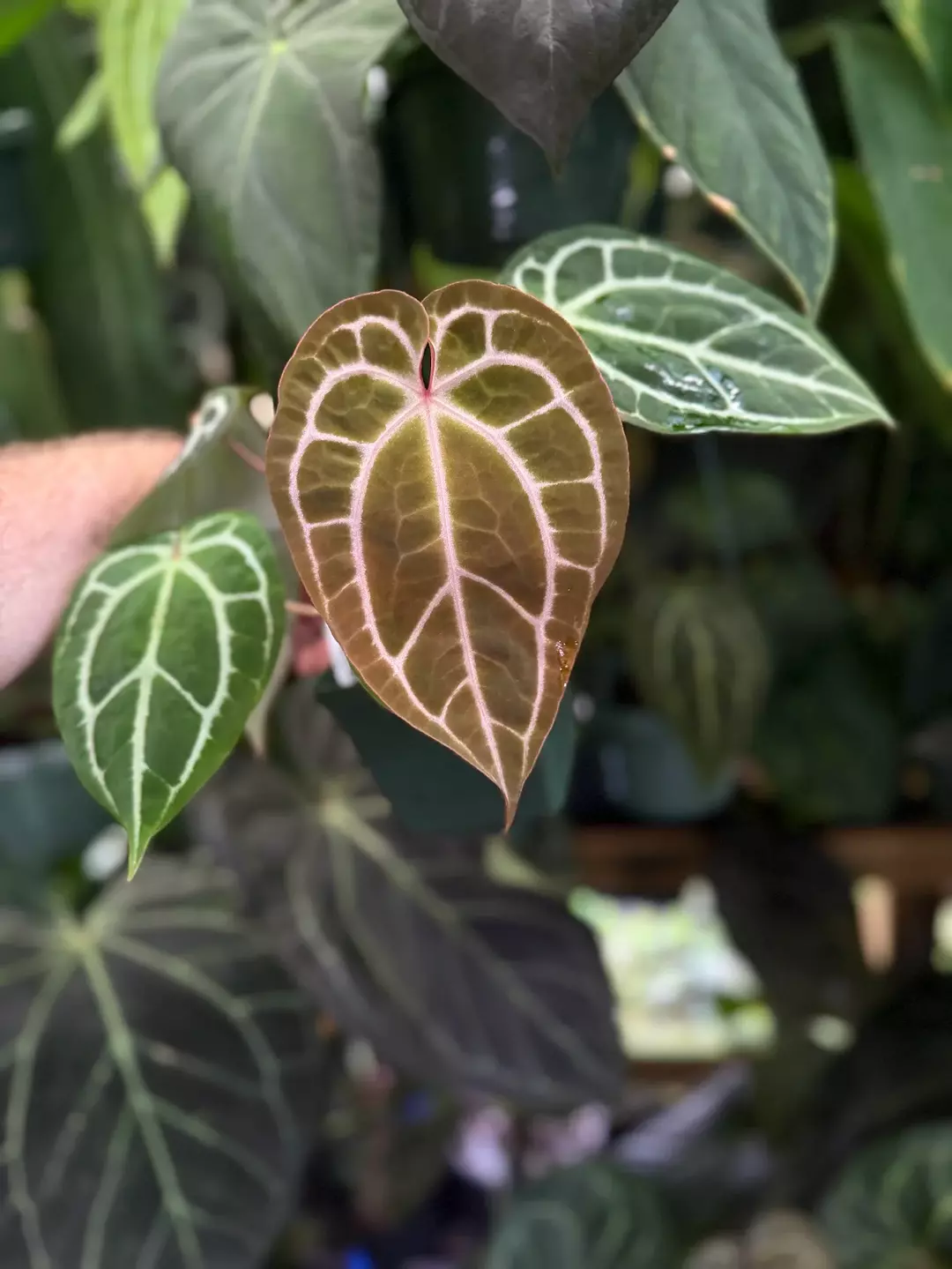 "Phenix" x ("Wonder Boy Dark" x "Doc Block"). Nice red emergent  thumbnail