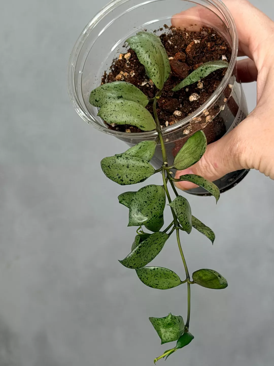 Hoya lacunosa 'Mint Coin' thumbnail