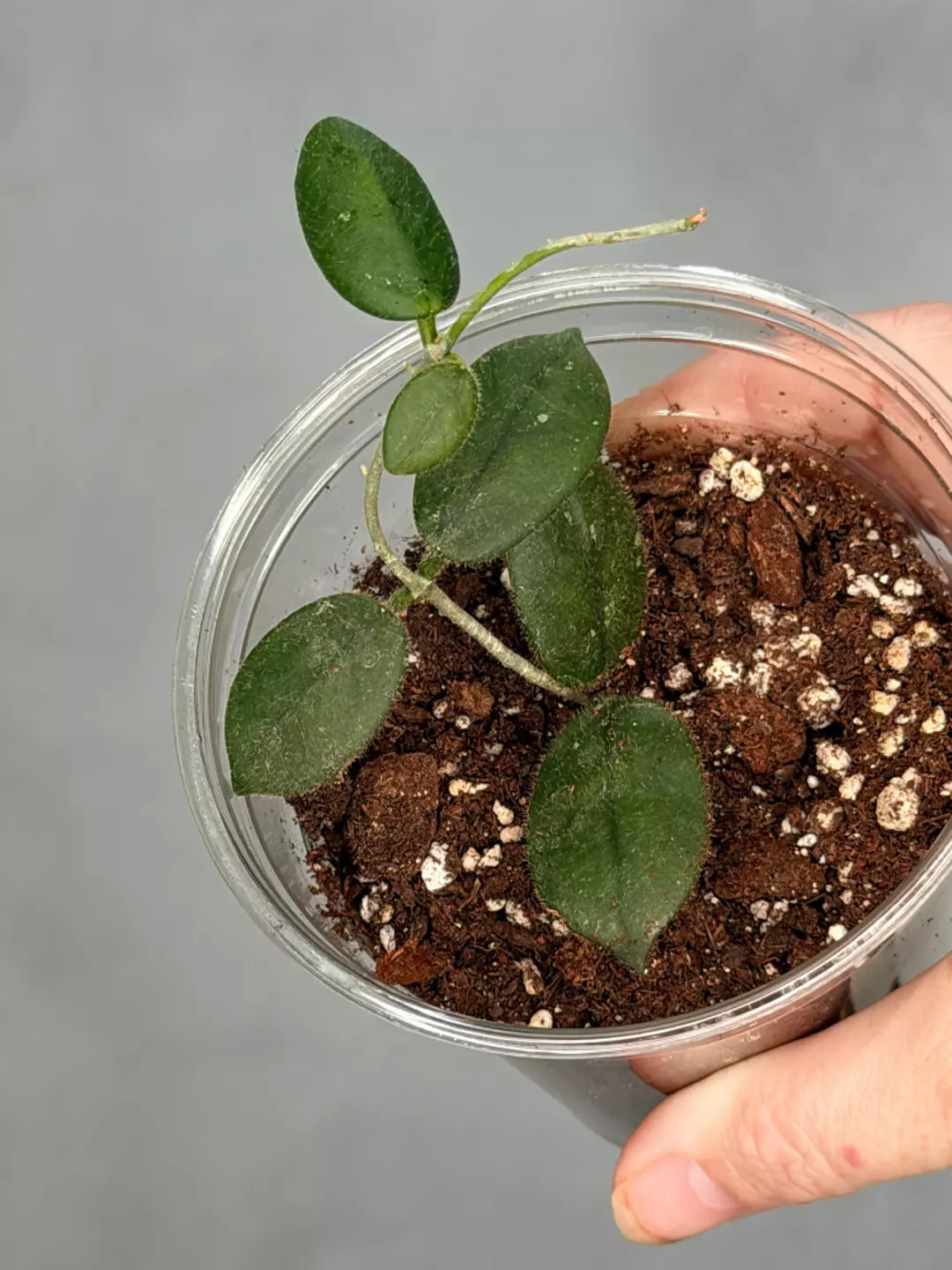 Hoya ‘Edamame’ thumbnail