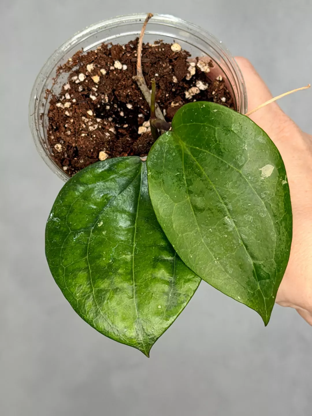 Hoya balanensis thumbnail