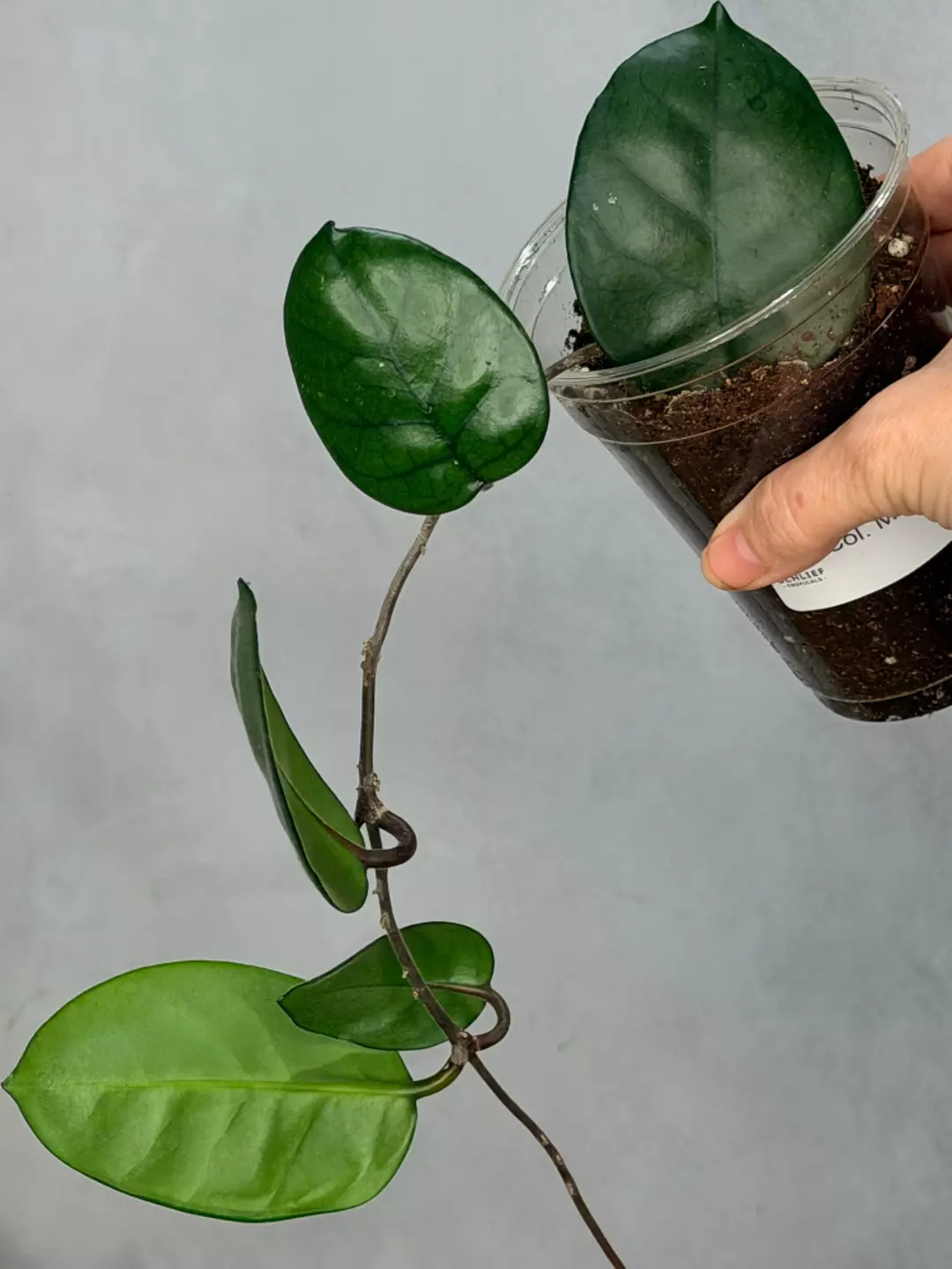 Hoya 'Col. Meekins' thumbnail