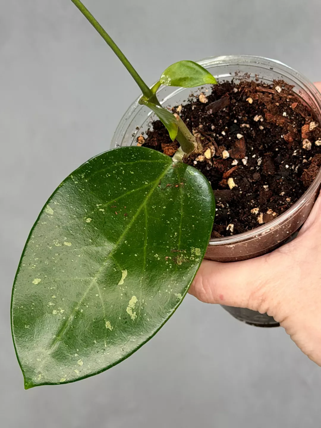 Hoya sp. Khun Tan thumbnail