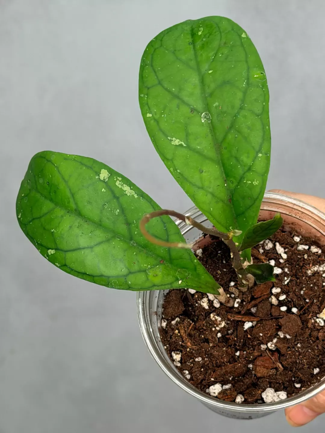 Hoya 'Viola' thumbnail