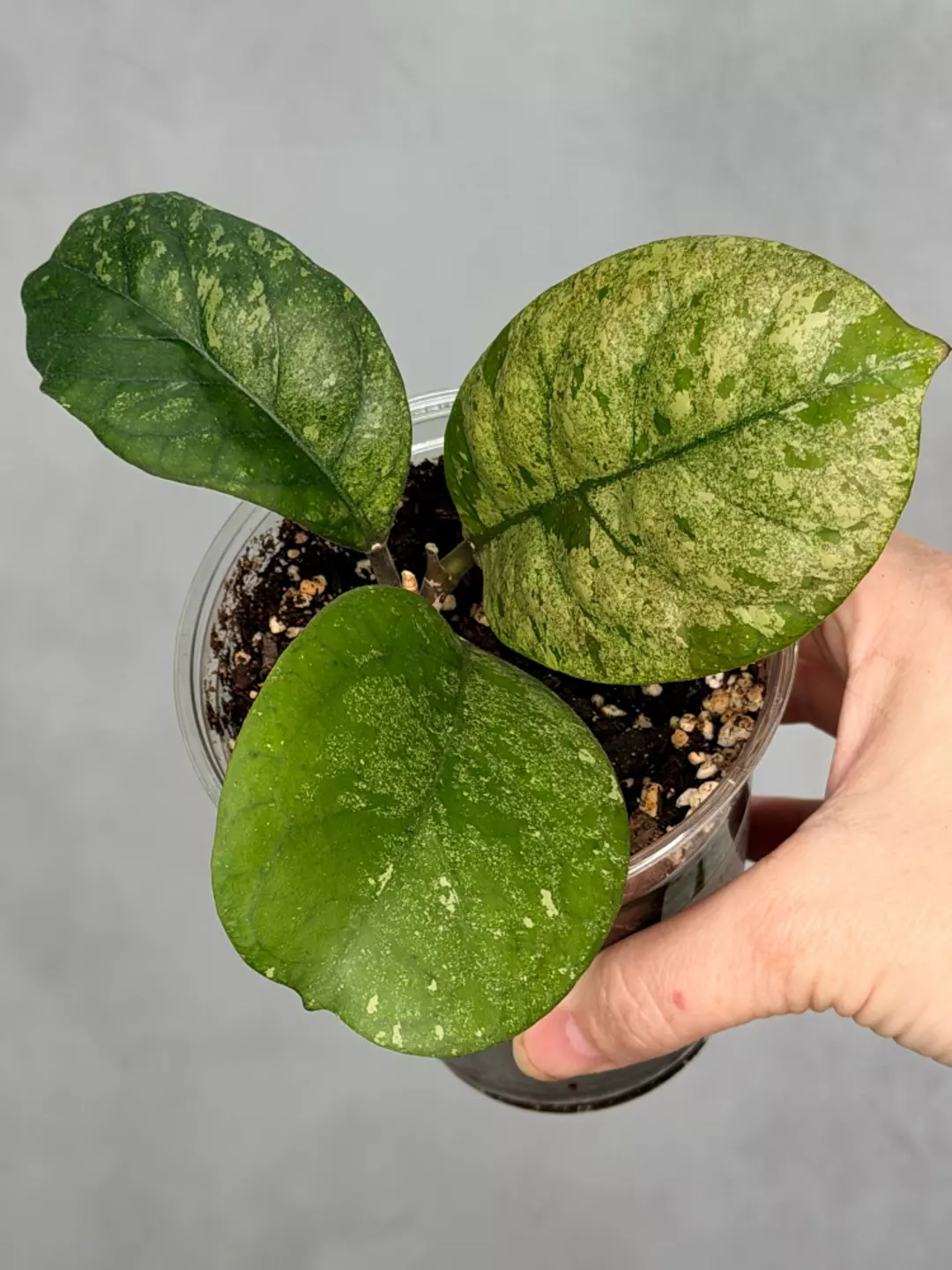 Hoya sp. (seed selection by patcharawalai) thumbnail