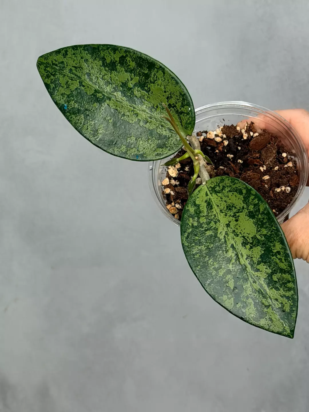 Hoya Rime' (splash) thumbnail