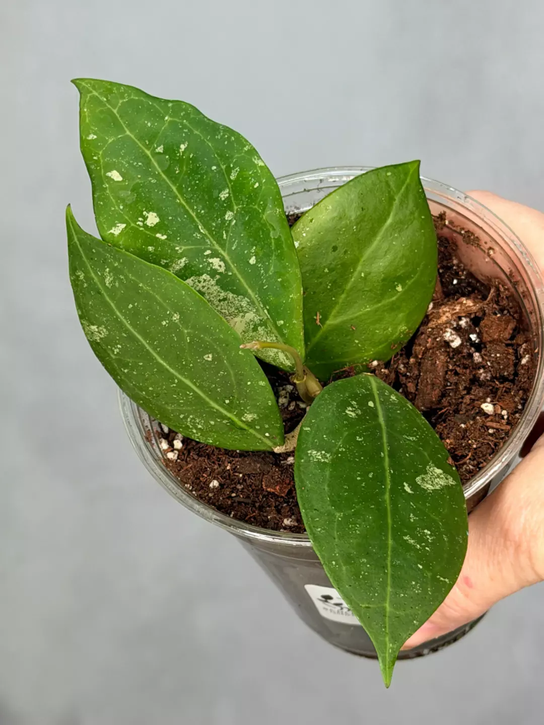 Hoya erythrostemma thumbnail