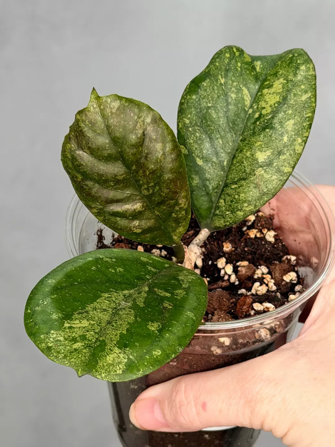 Hoya sp. (seed selection by patcharawalai) thumbnail