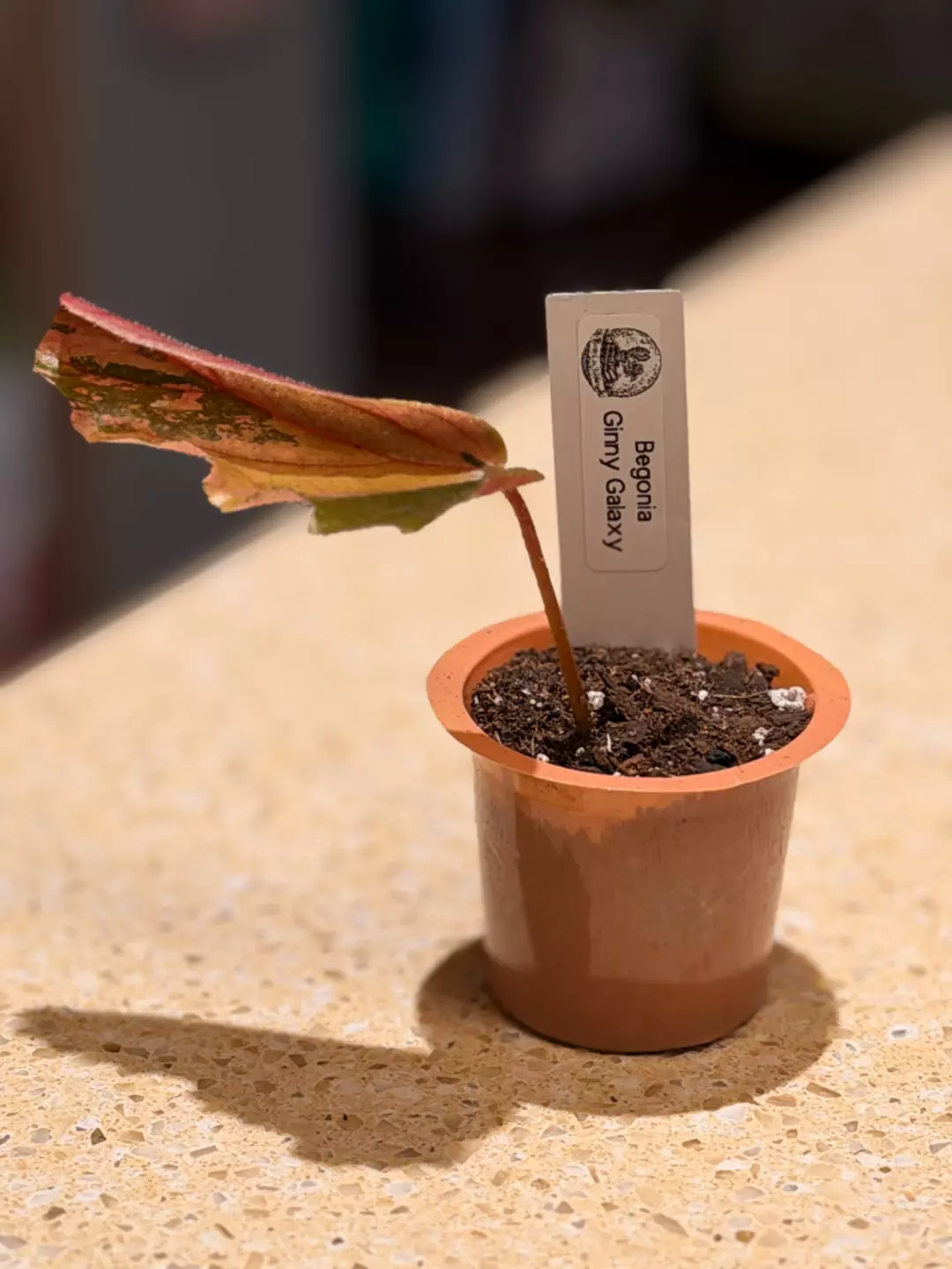 Begonia Ginny Galaxy Variegated - Rooted Cutting thumbnail