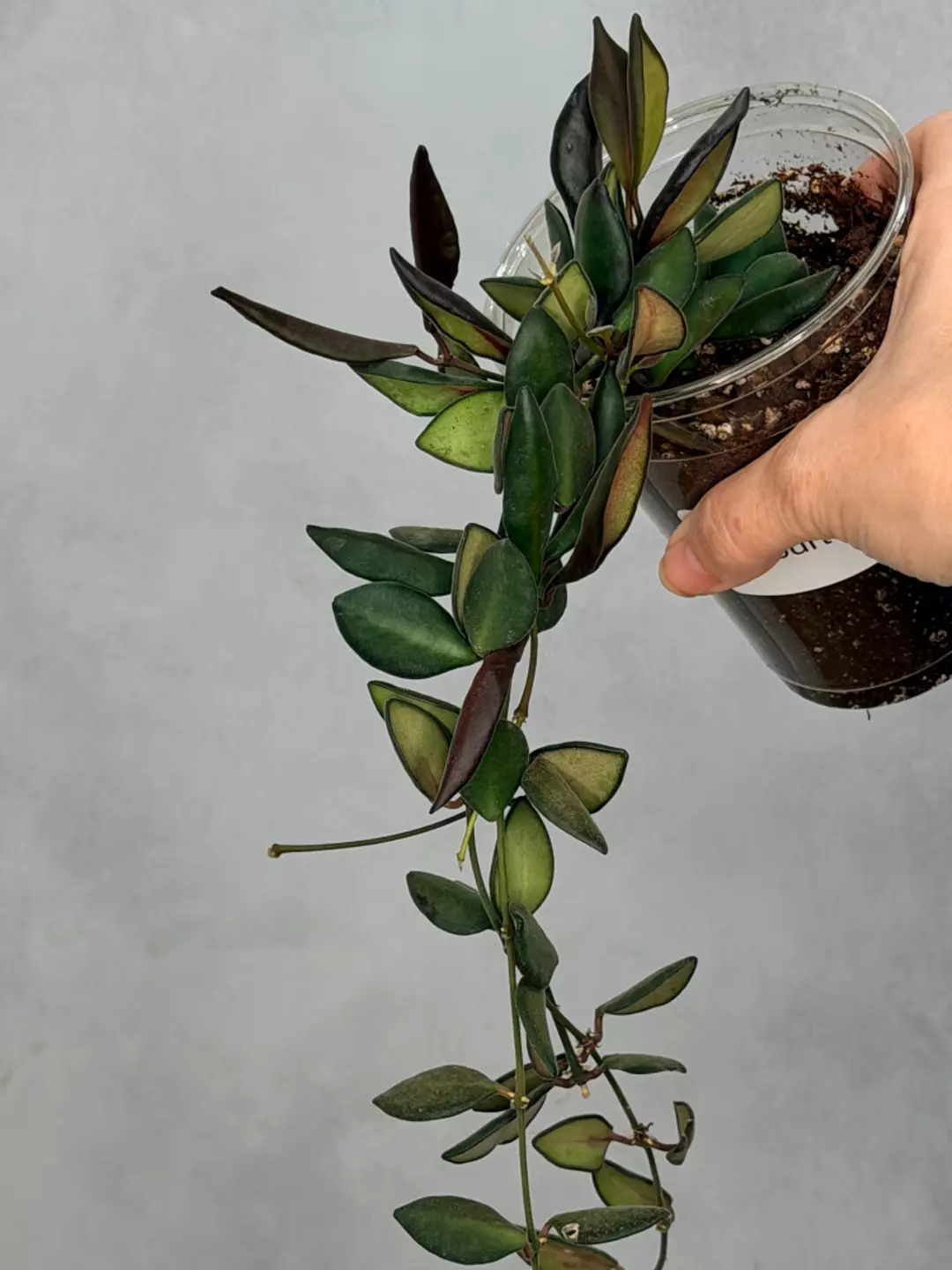 Hoya aff. burtoniae thumbnail