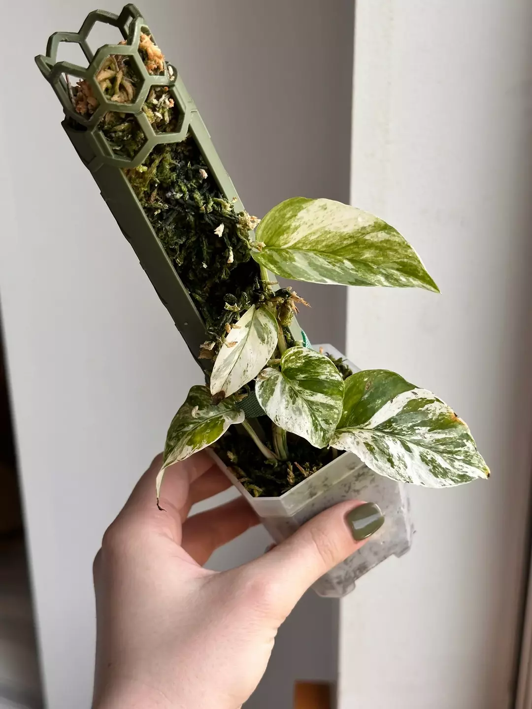 Epipremnum Sp Bali Hanoman thumbnail