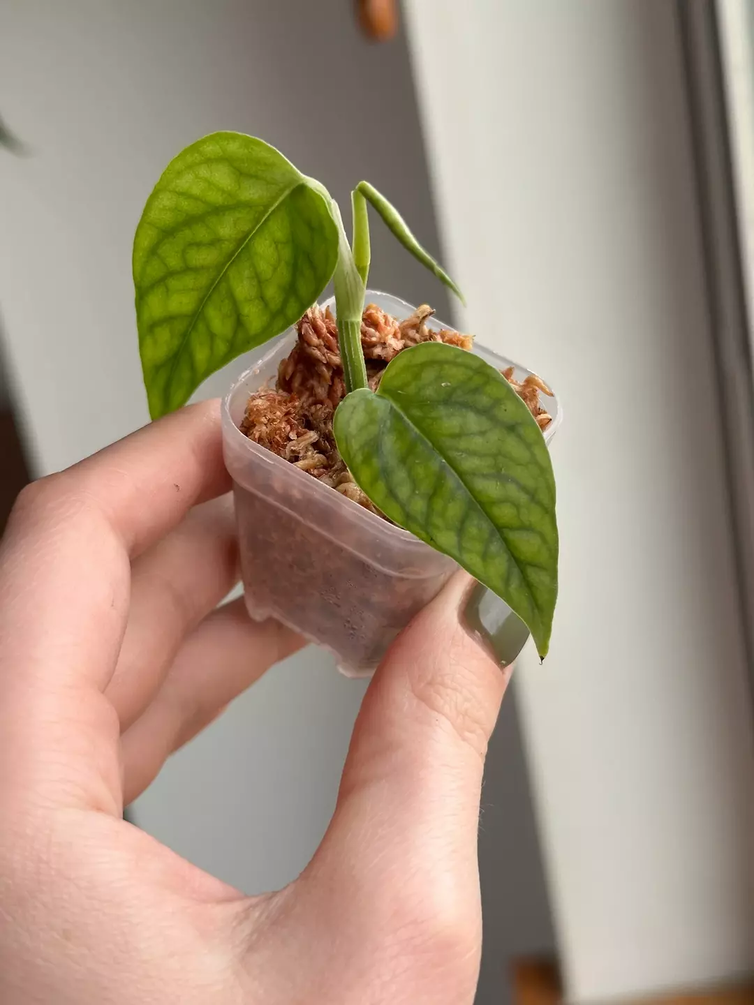 Cebu Blue Aurea  thumbnail