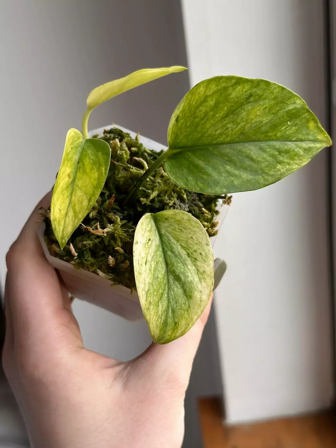 Epipremum Teruno Robin thumbnail