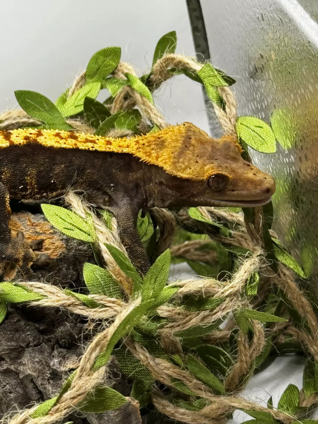 2025 Extremely Dark Harlequin Dalmation thumbnail