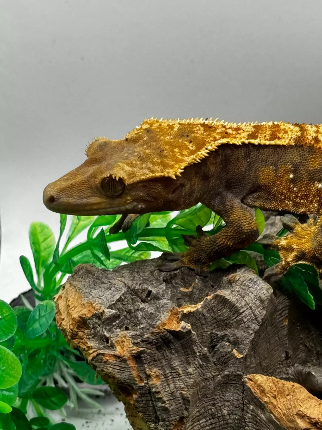 Extreme Tricolor Harlequin thumbnail