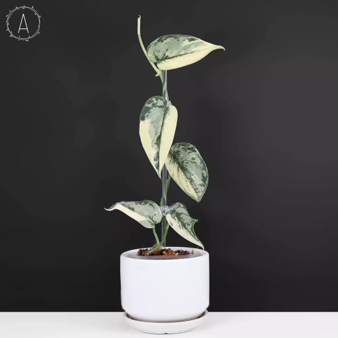 Hoya Carnosa Madara Snow Angel ($400) from @CuriousPlantKiller