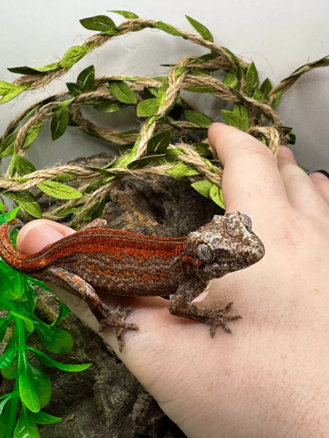 Red Stripe Gargoyle thumbnail