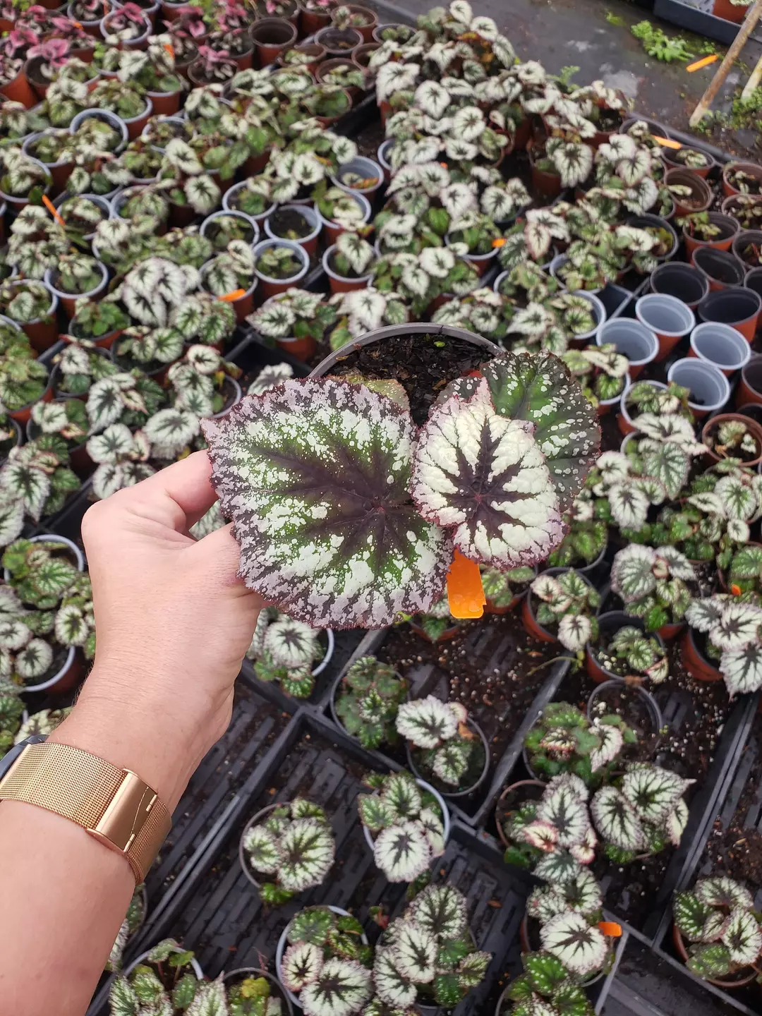 💜 Firework Rex Begonia | 5" Pot | Variegated Purple | Bold Foliage Plant ✨ thumbnail