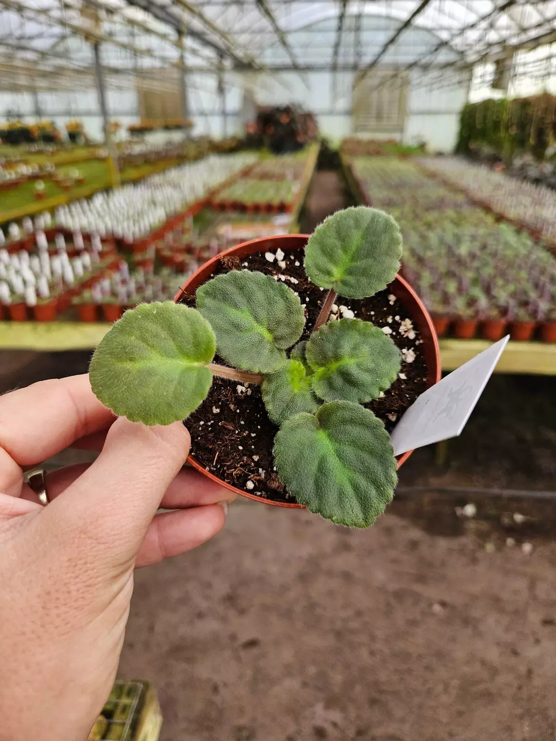 🌸 Rockin’ Robin African Violet | 4" Pot | Pre-Finished Starter | Named Variety  thumbnail
