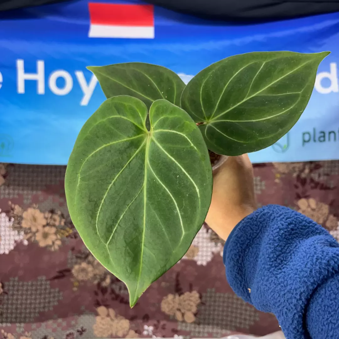 g134 Anthurium King of spades thumbnail