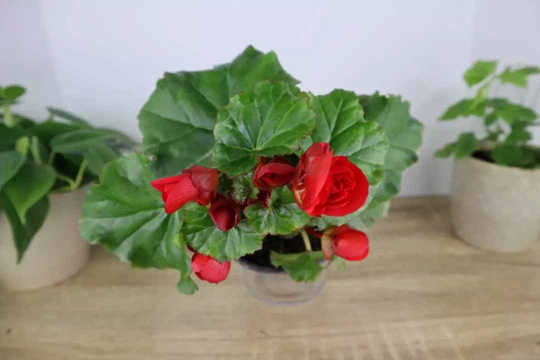 ❤️ Blooming Red Rieger Begonia | 5" Pot | Live Flowering Plant | Bold Color 🌸✨ thumbnail