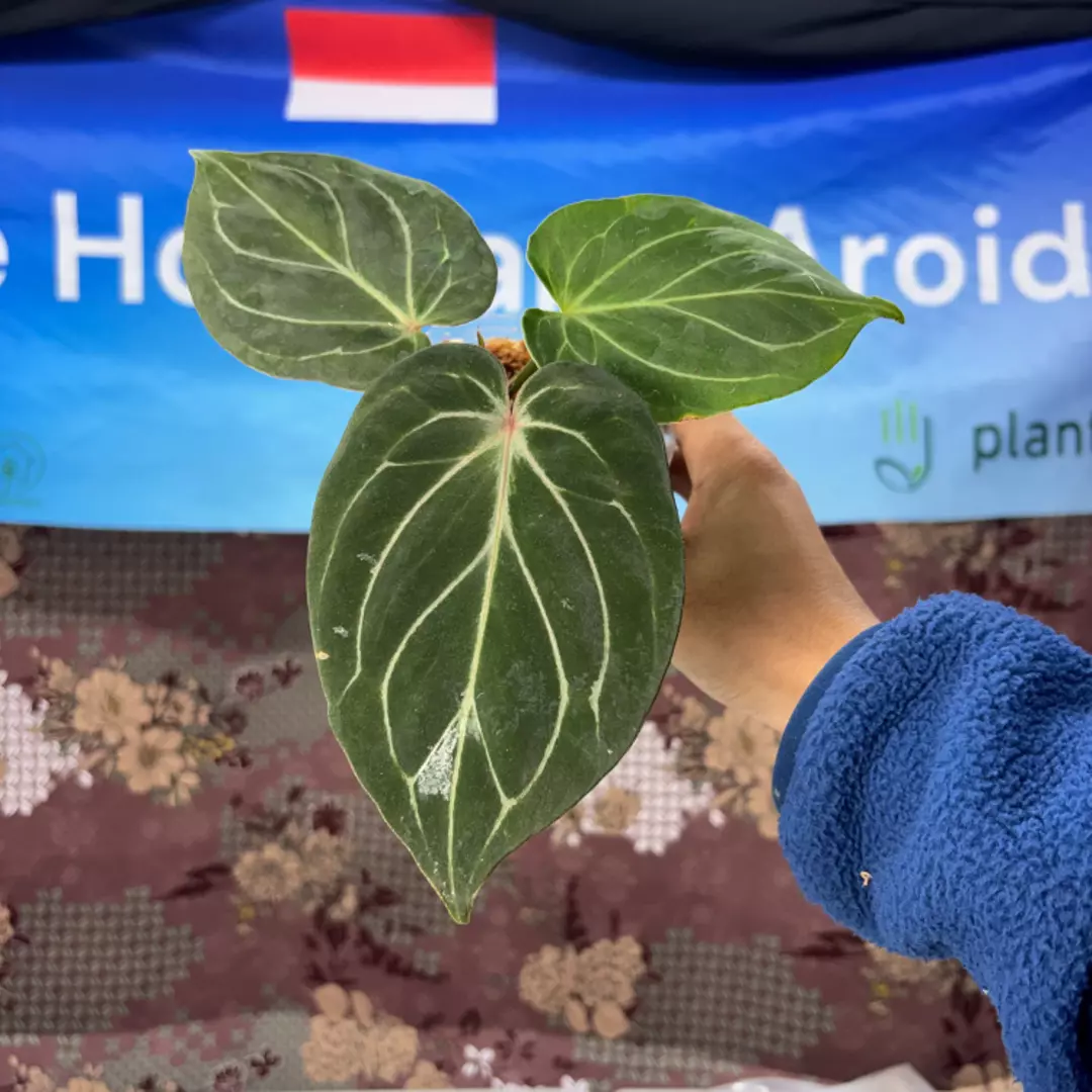 g133 Anthurium King of spades thumbnail