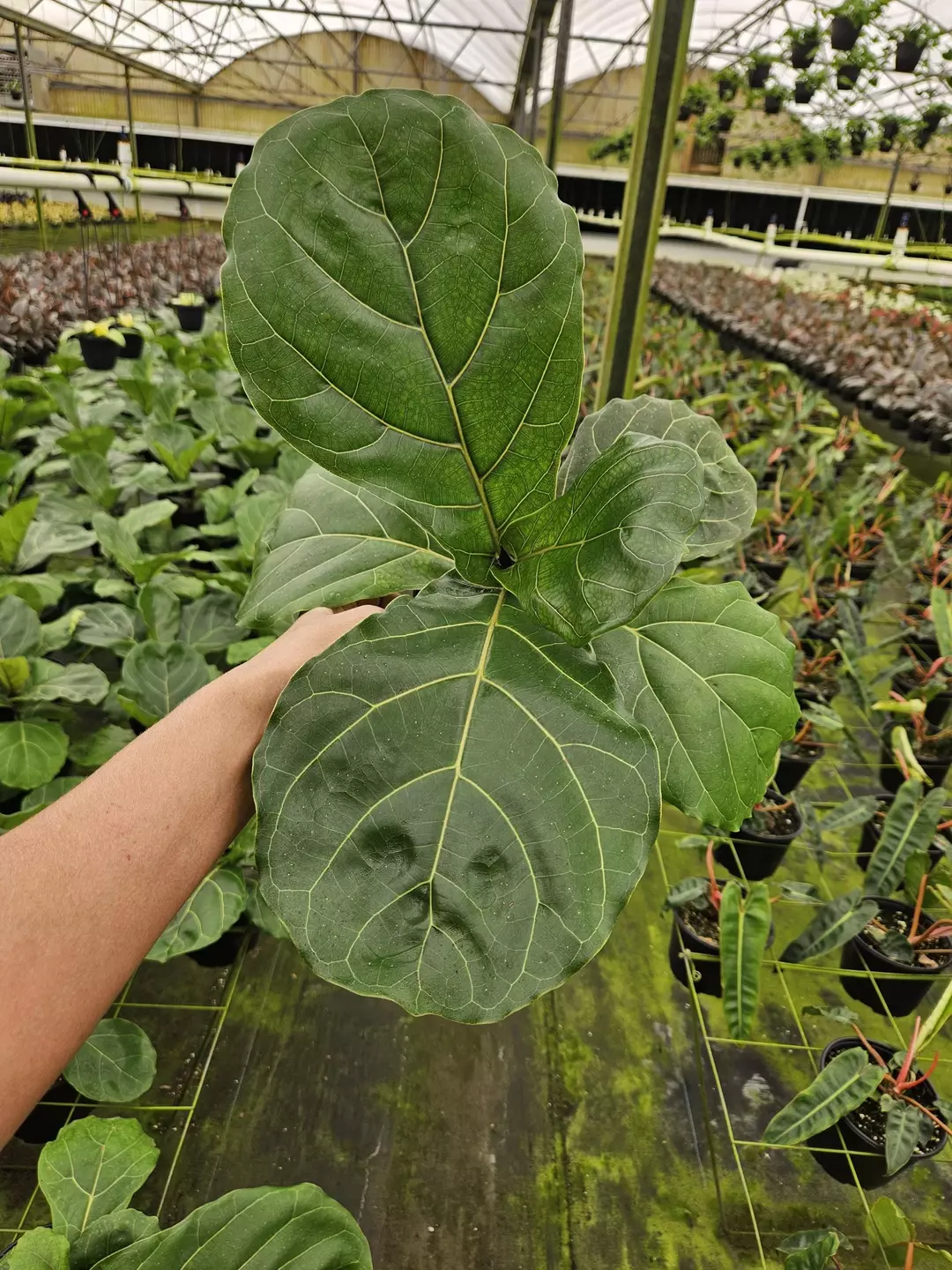 🌿 Dwarf Fiddle Leaf Fig | Ficus Lyrata | Live Plant | Compact Indoor Tree ✨ thumbnail