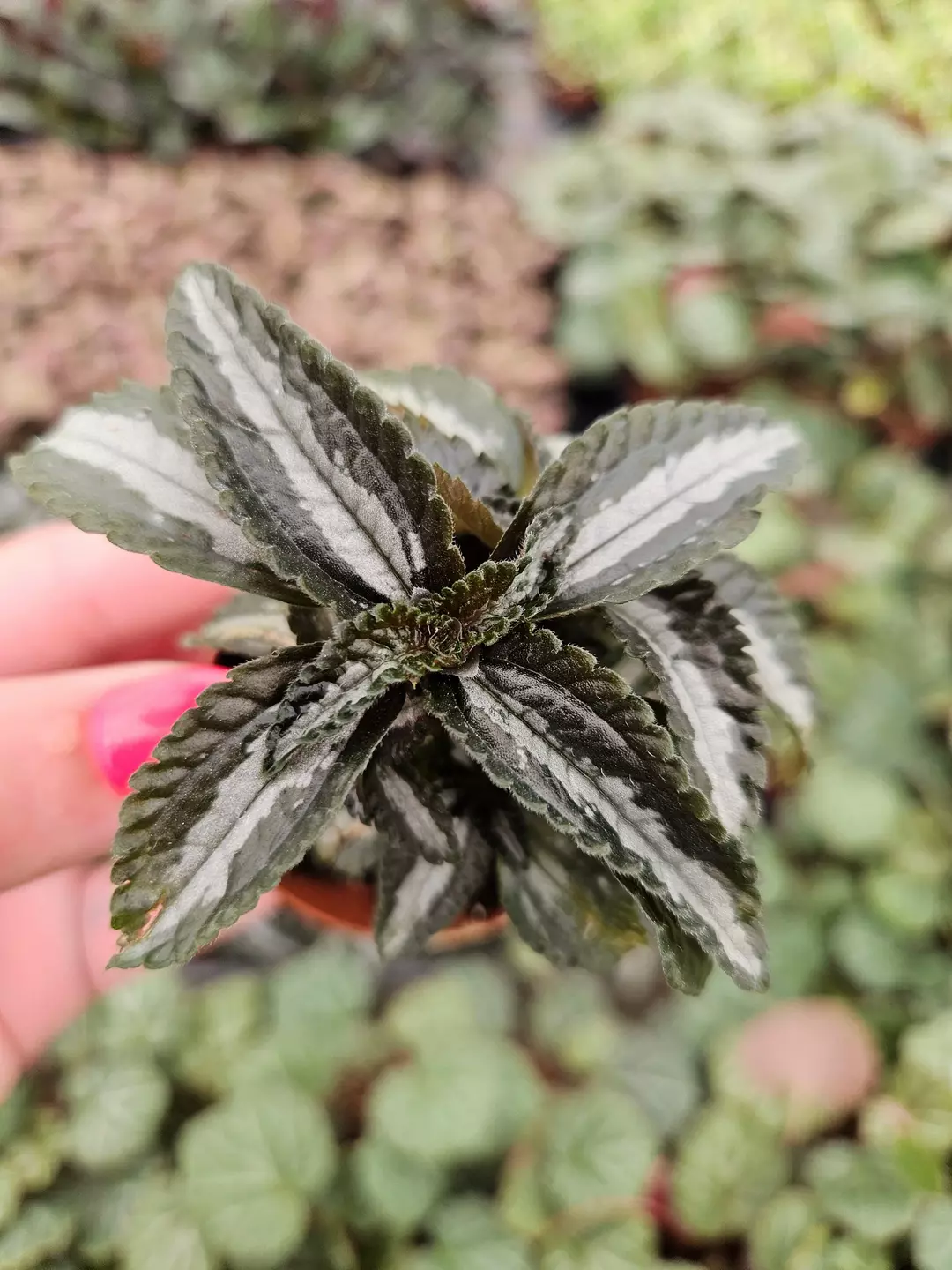 🌿 Pilea ‘Silver Tree’ | 2" Mini Pot | Pilea Spruceana | Textured Foliage Plant  thumbnail